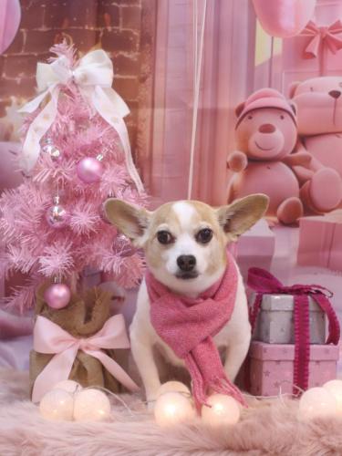 202412210うにちゃん